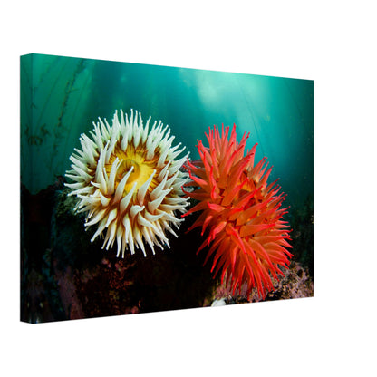 Twin Anemones