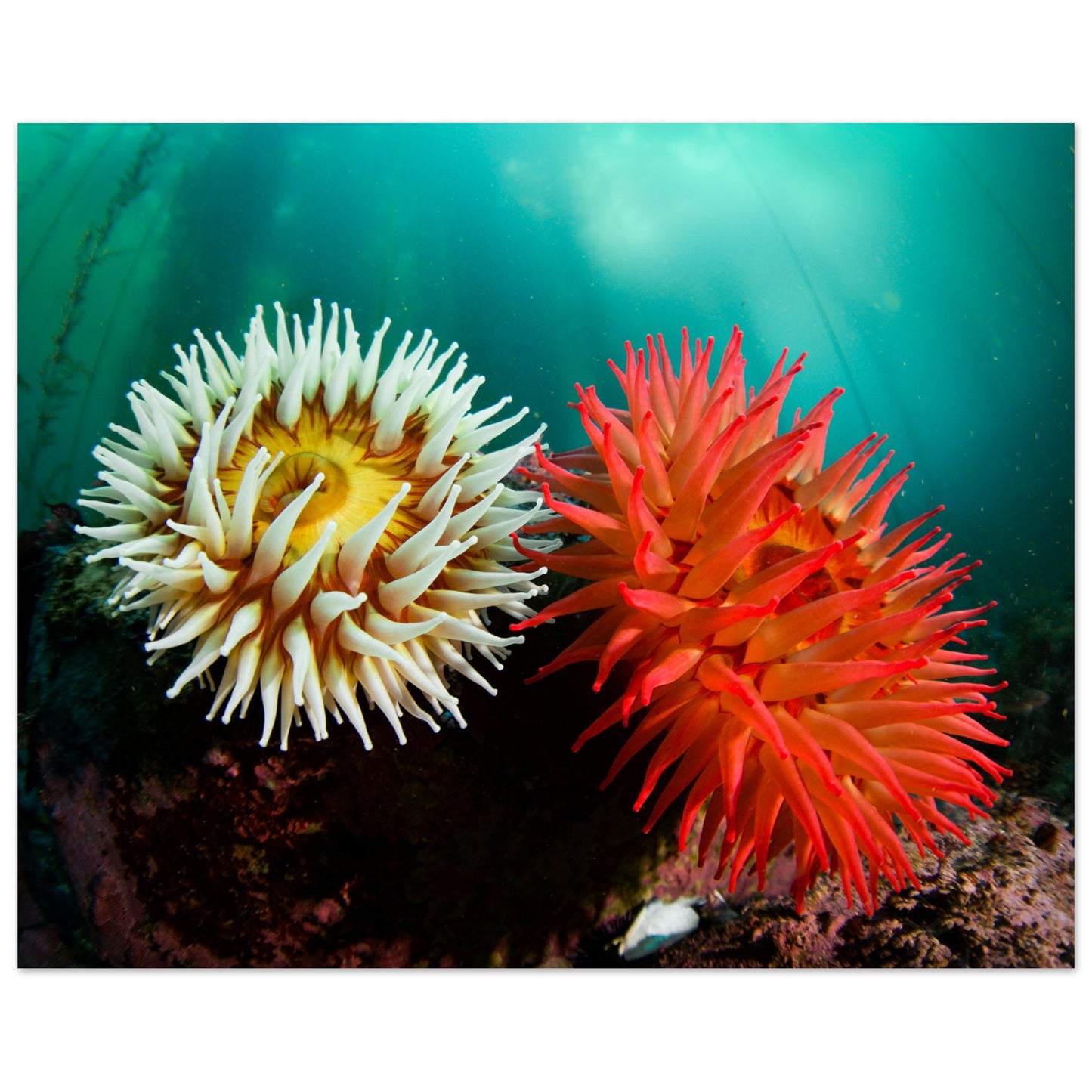 Twin Anemones