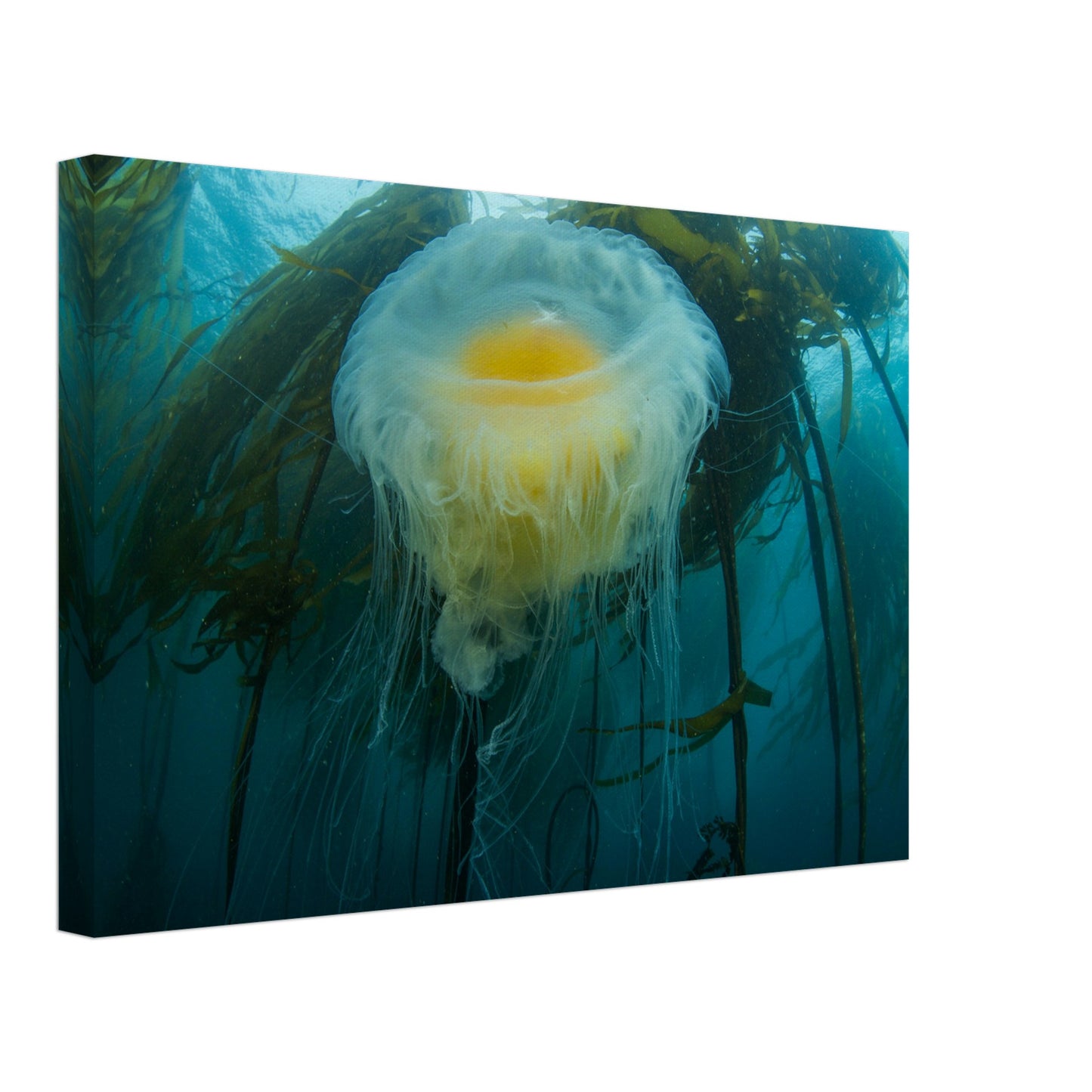 Egg-yoke Jelly & Bull Kelp