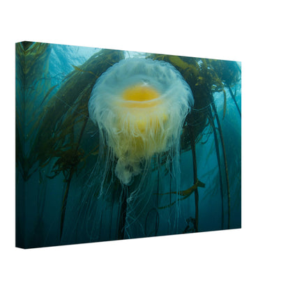 Egg-yoke Jelly & Bull Kelp