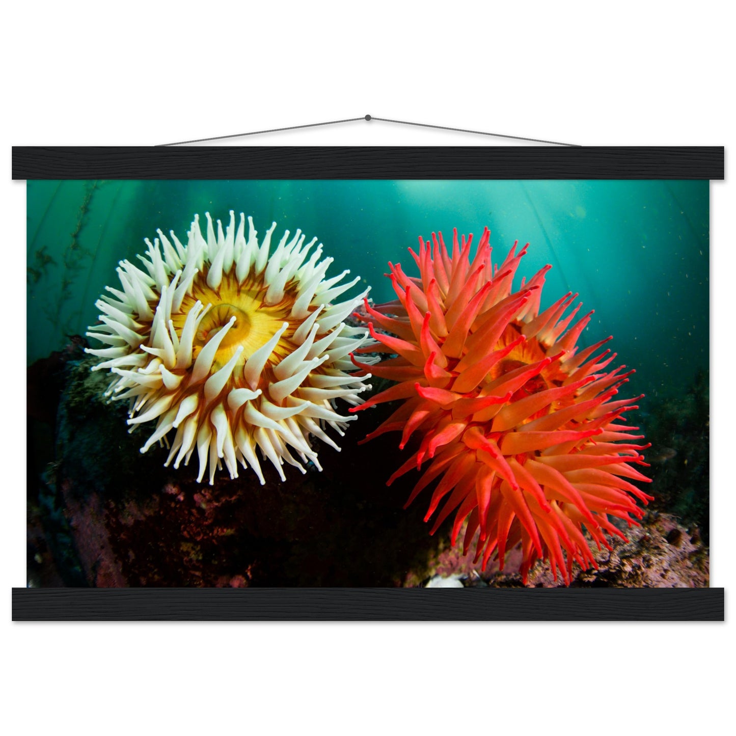 Twin Anemones