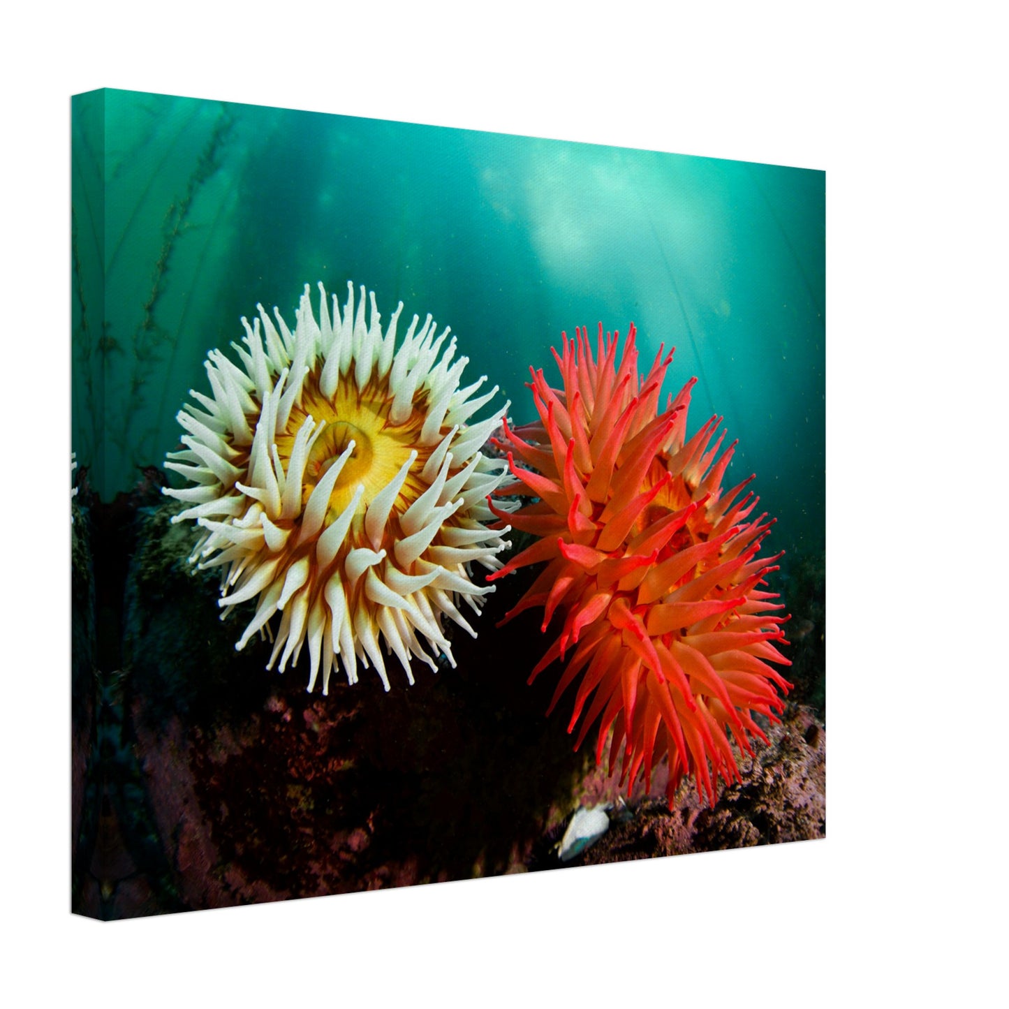 Twin Anemones