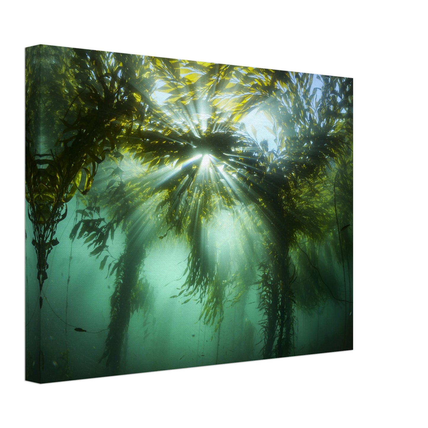 Kelp Canopy