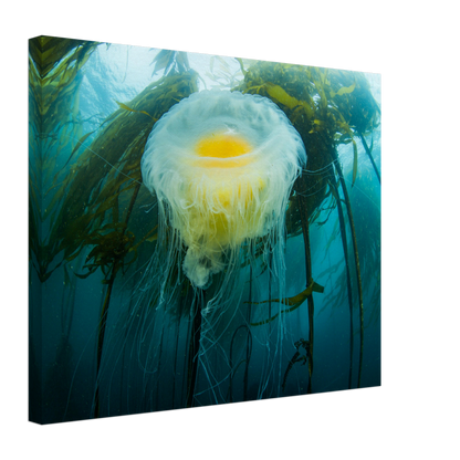 Egg-yoke Jelly & Bull Kelp