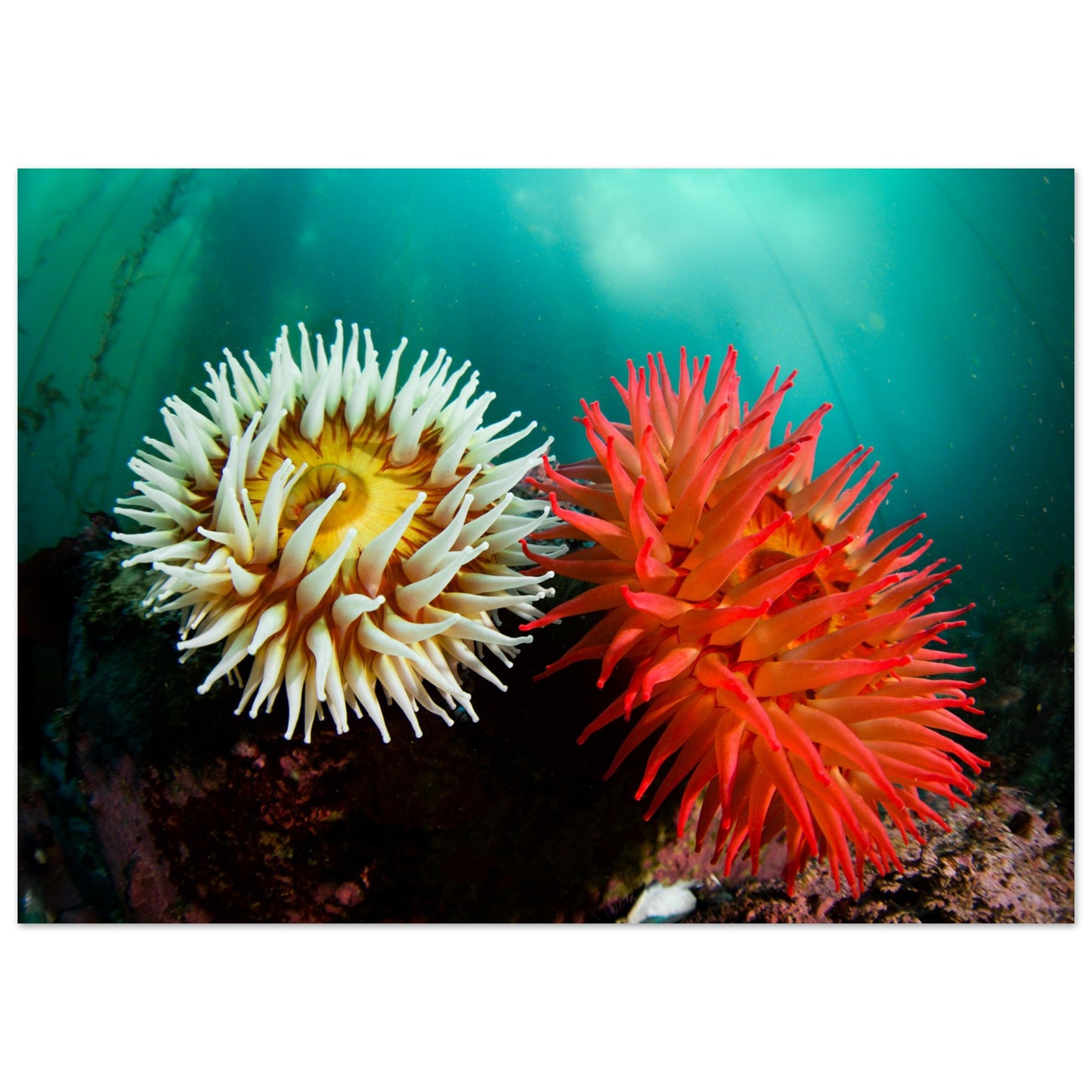 Twin Anemones