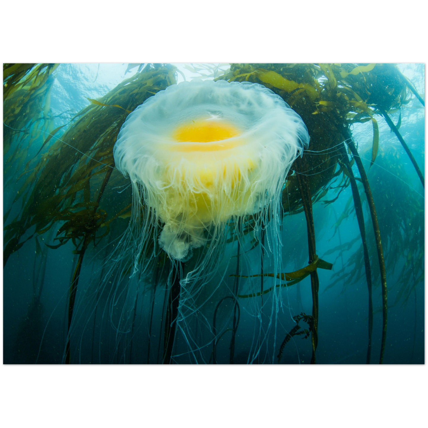 Egg-yoke Jelly & Bull Kelp