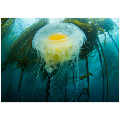 Egg-yoke Jelly & Bull Kelp