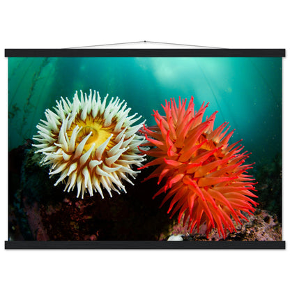 Twin Anemones