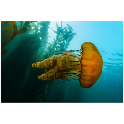 The Monterey Sea Nettle