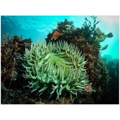 Green Anemone