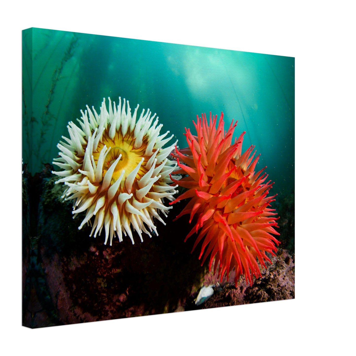 Twin Anemones