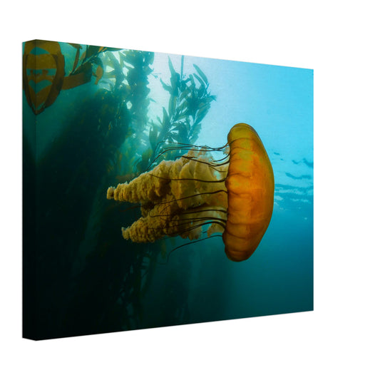 The Monterey Sea Nettle