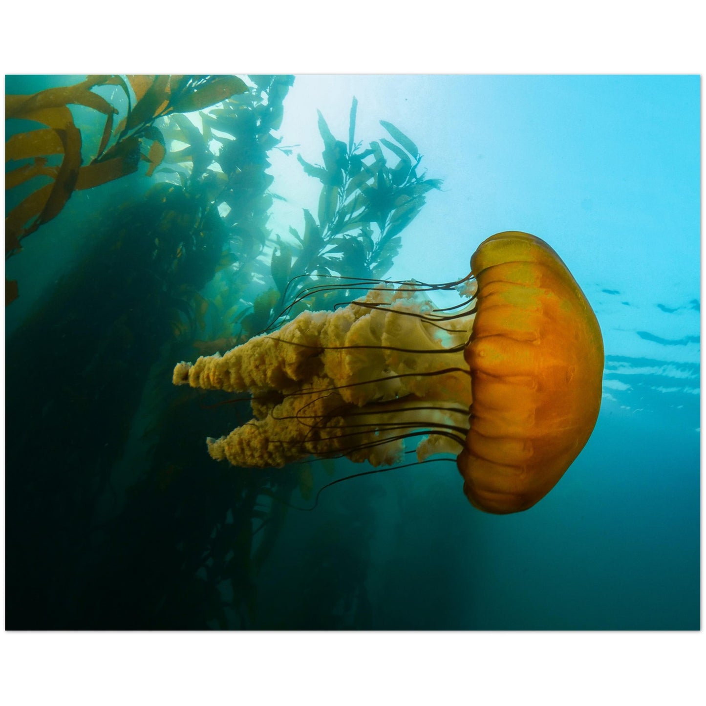 The Monterey Sea Nettle