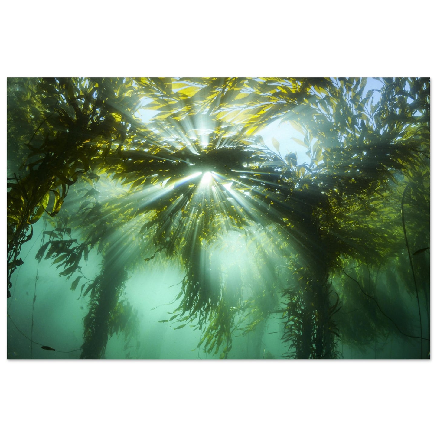 Kelp Canopy