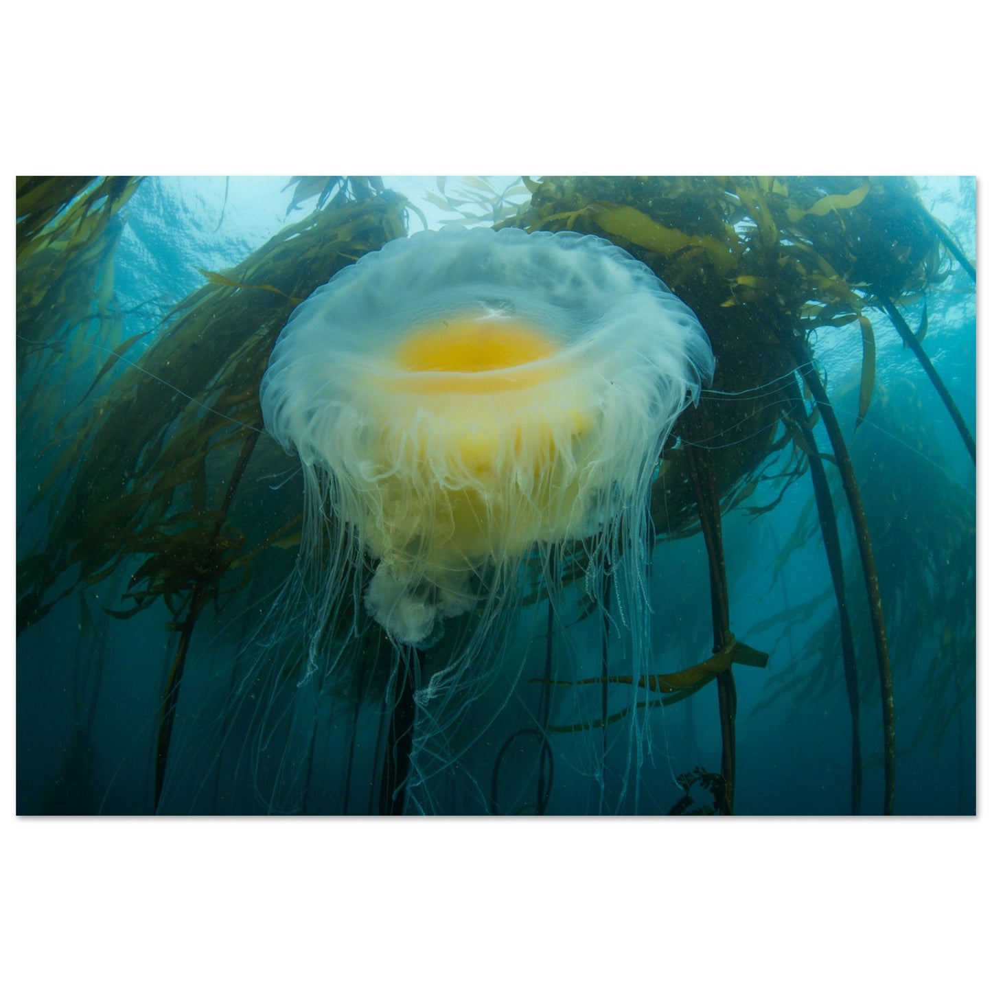 Egg-yoke Jelly & Bull Kelp