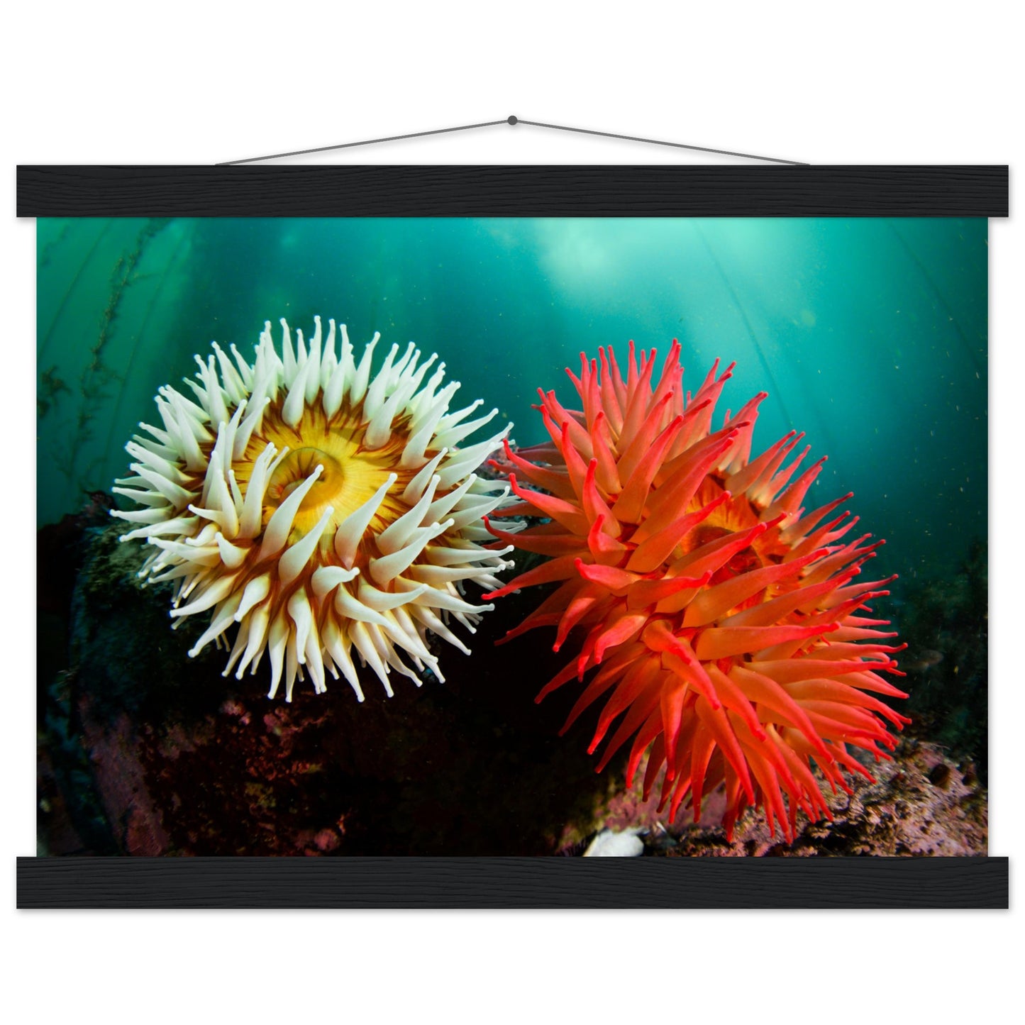 Twin Anemones