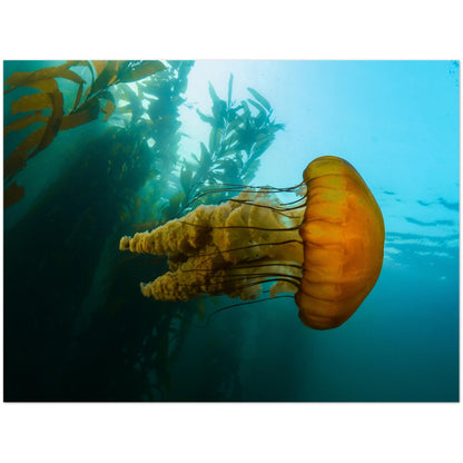 The Monterey Sea Nettle