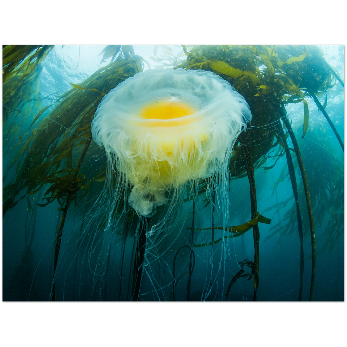 Egg-yoke Jelly & Bull Kelp