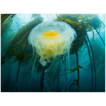 Egg-yoke Jelly & Bull Kelp