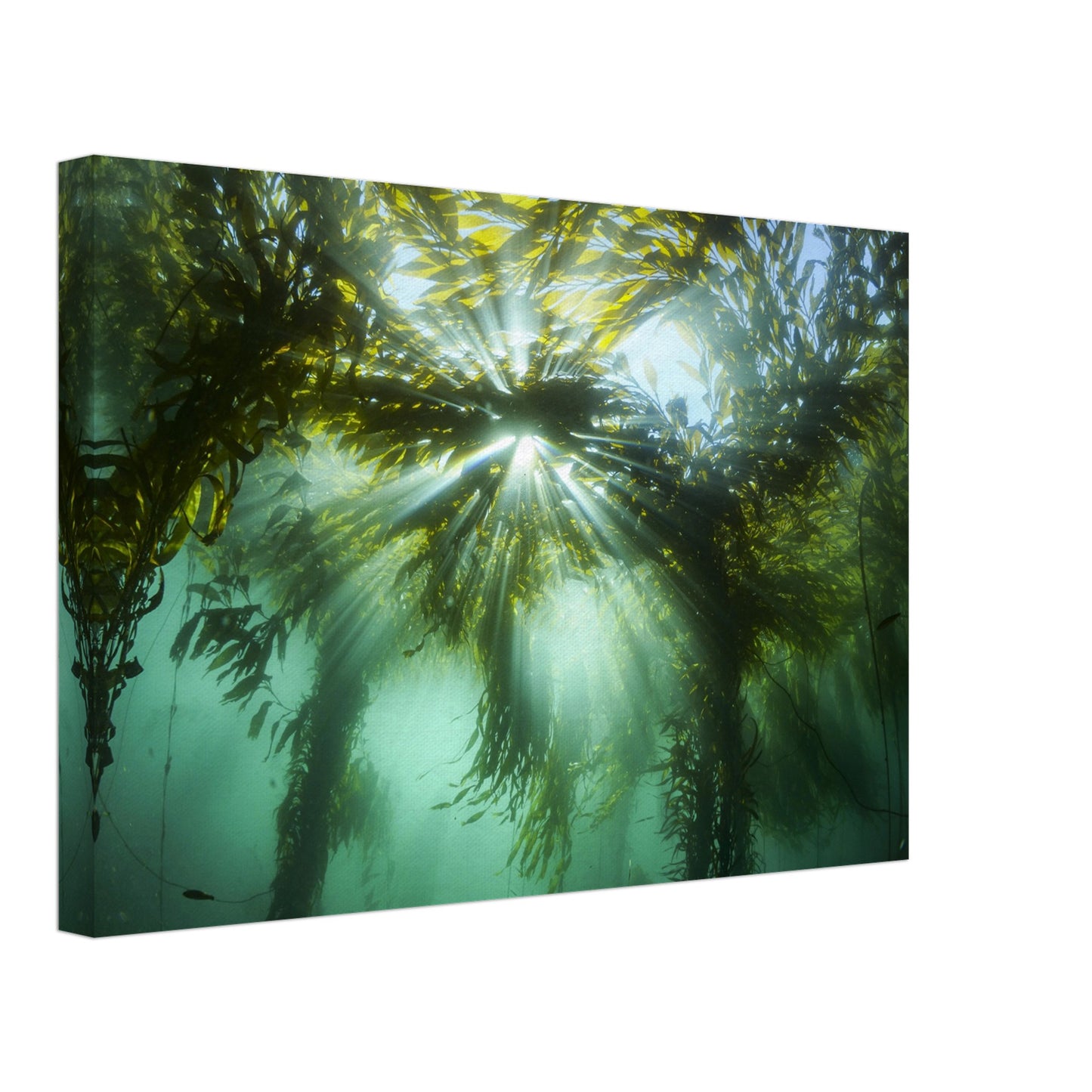 Kelp Canopy