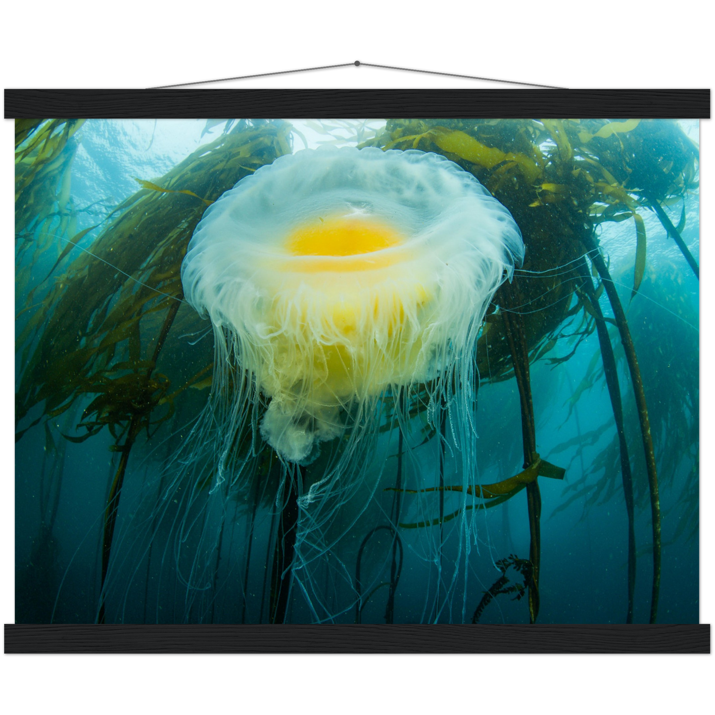 Egg-yoke Jelly & Bull Kelp