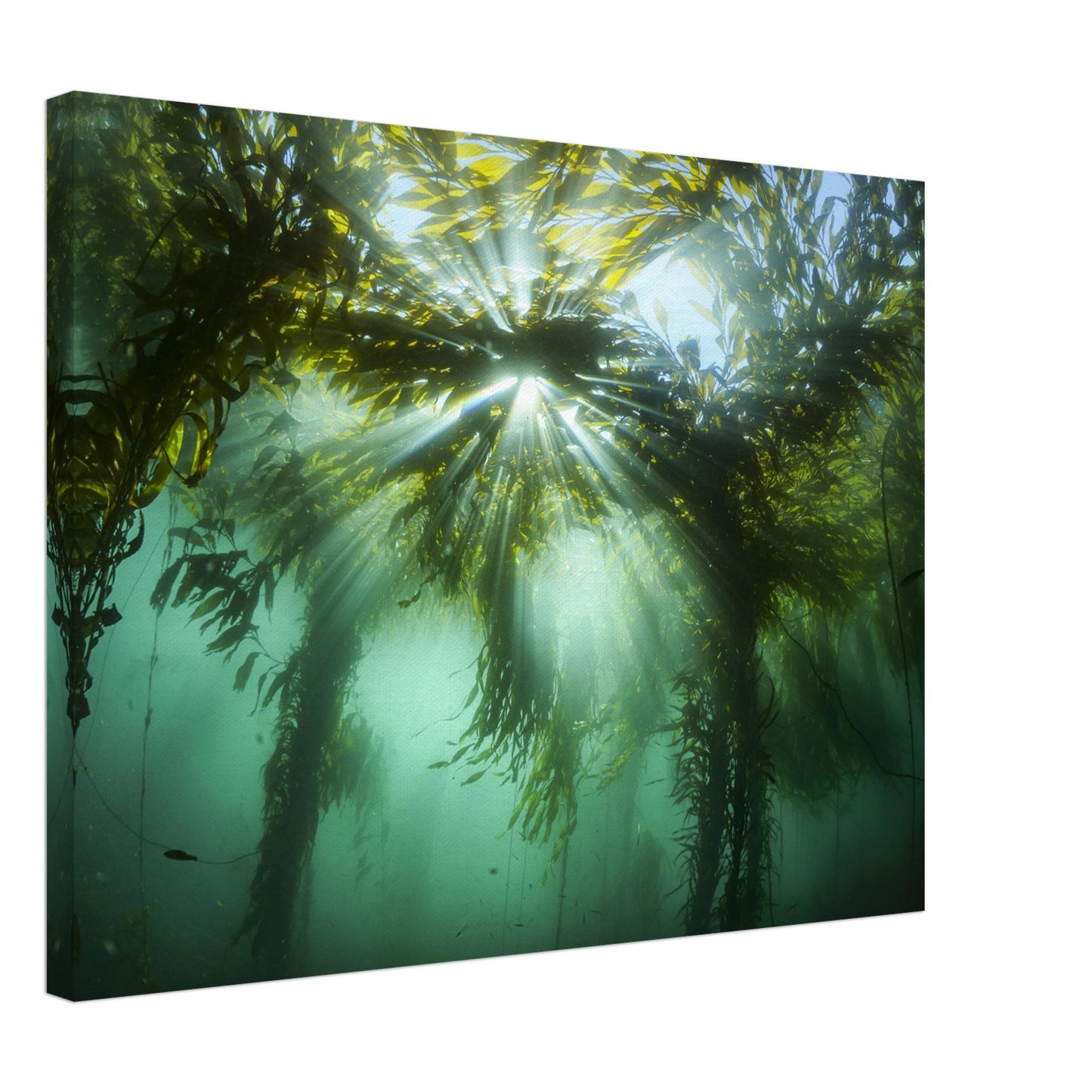 Kelp Canopy