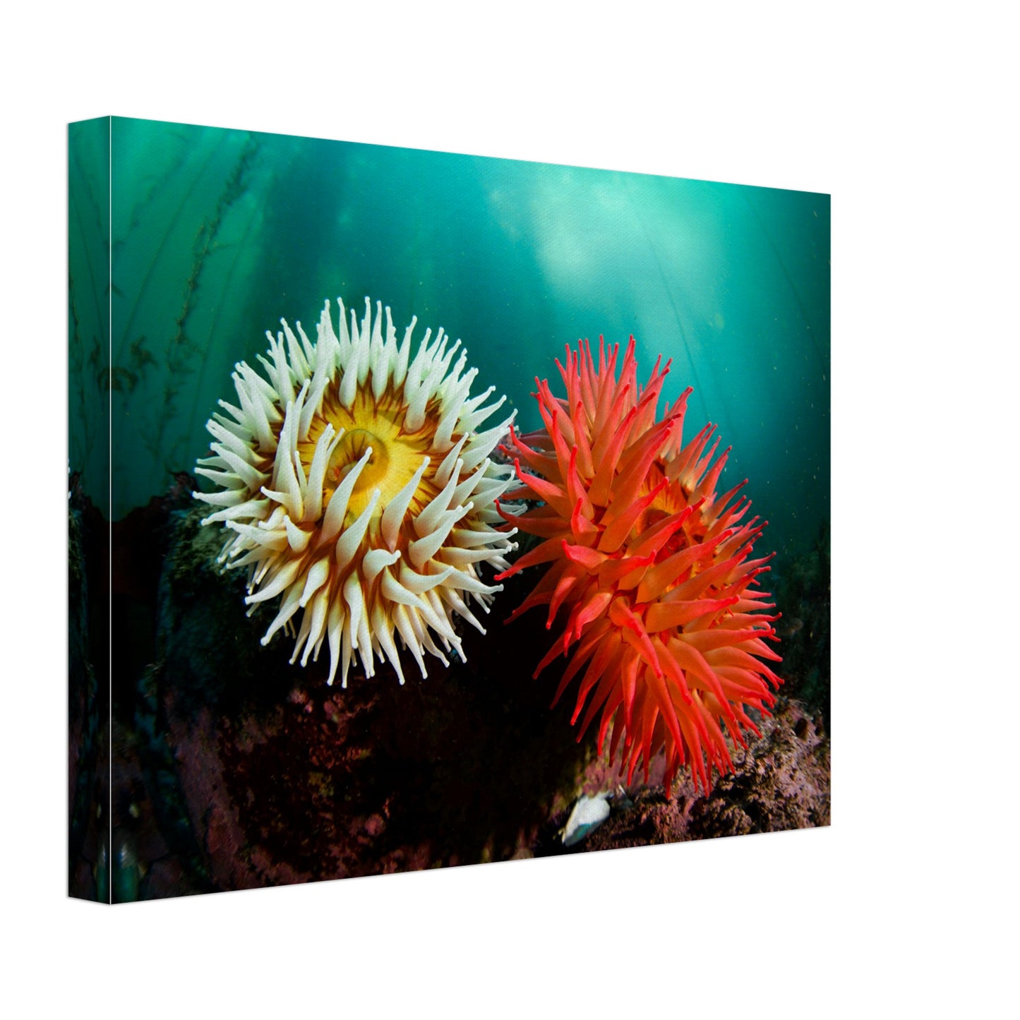 Twin Anemones