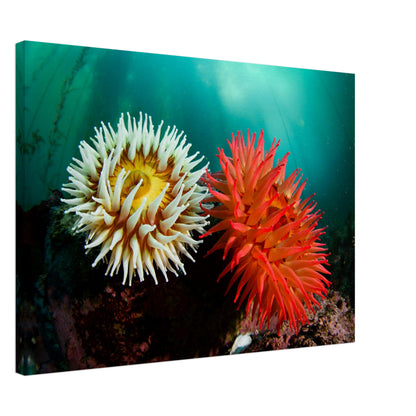 Twin Anemones