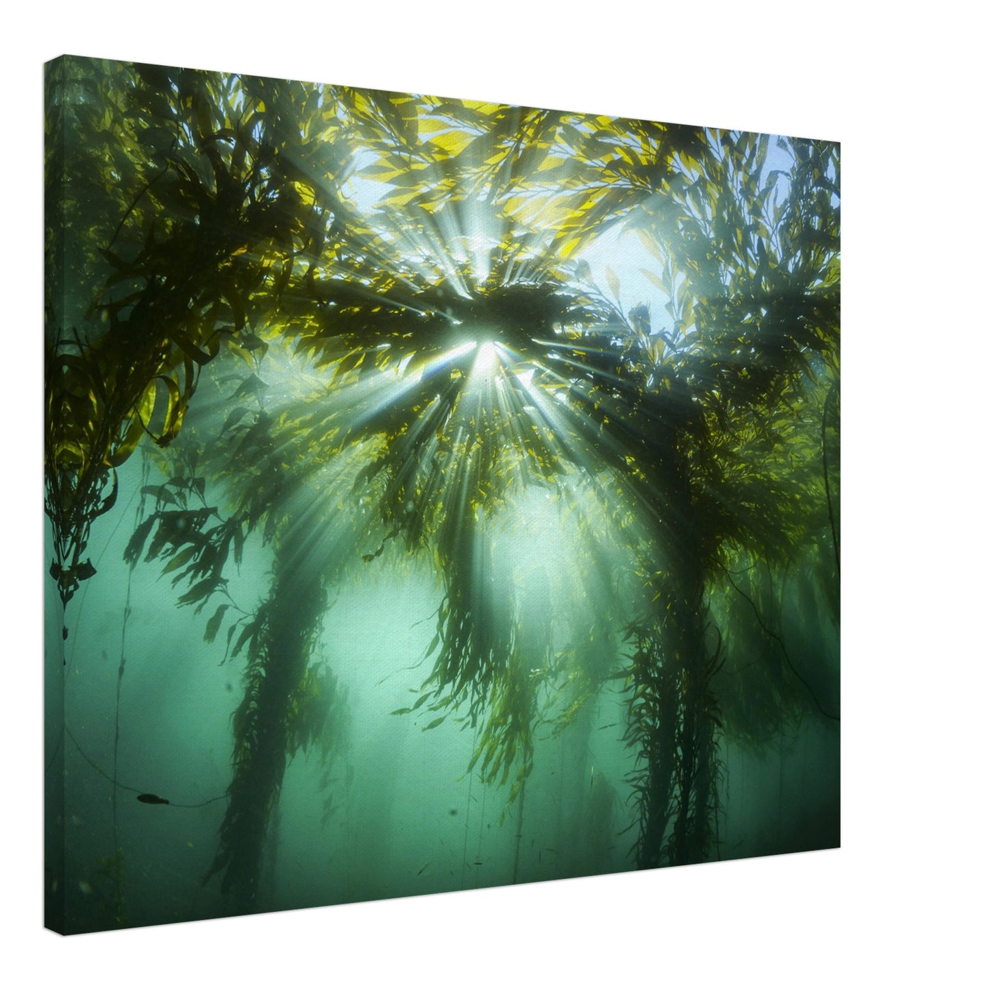 Kelp Canopy