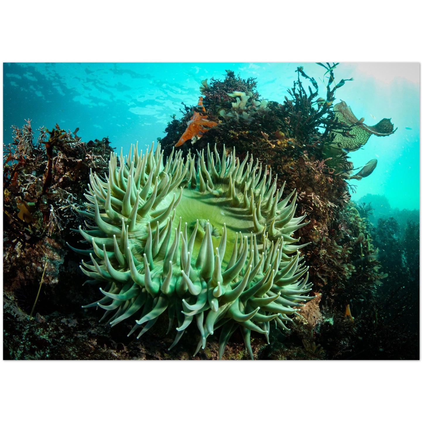 Green Anemone