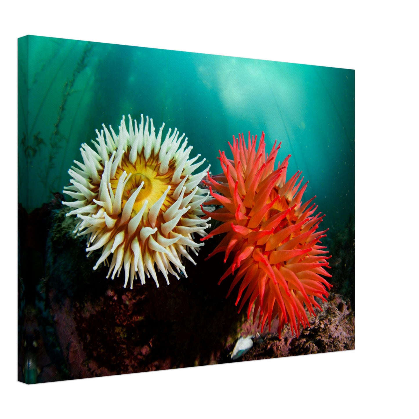 Twin Anemones