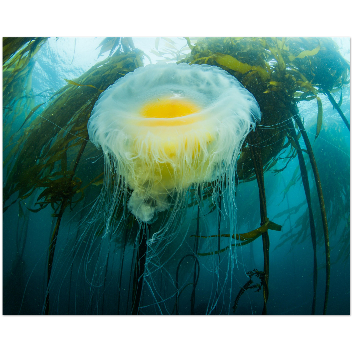 Egg-yoke Jelly & Bull Kelp