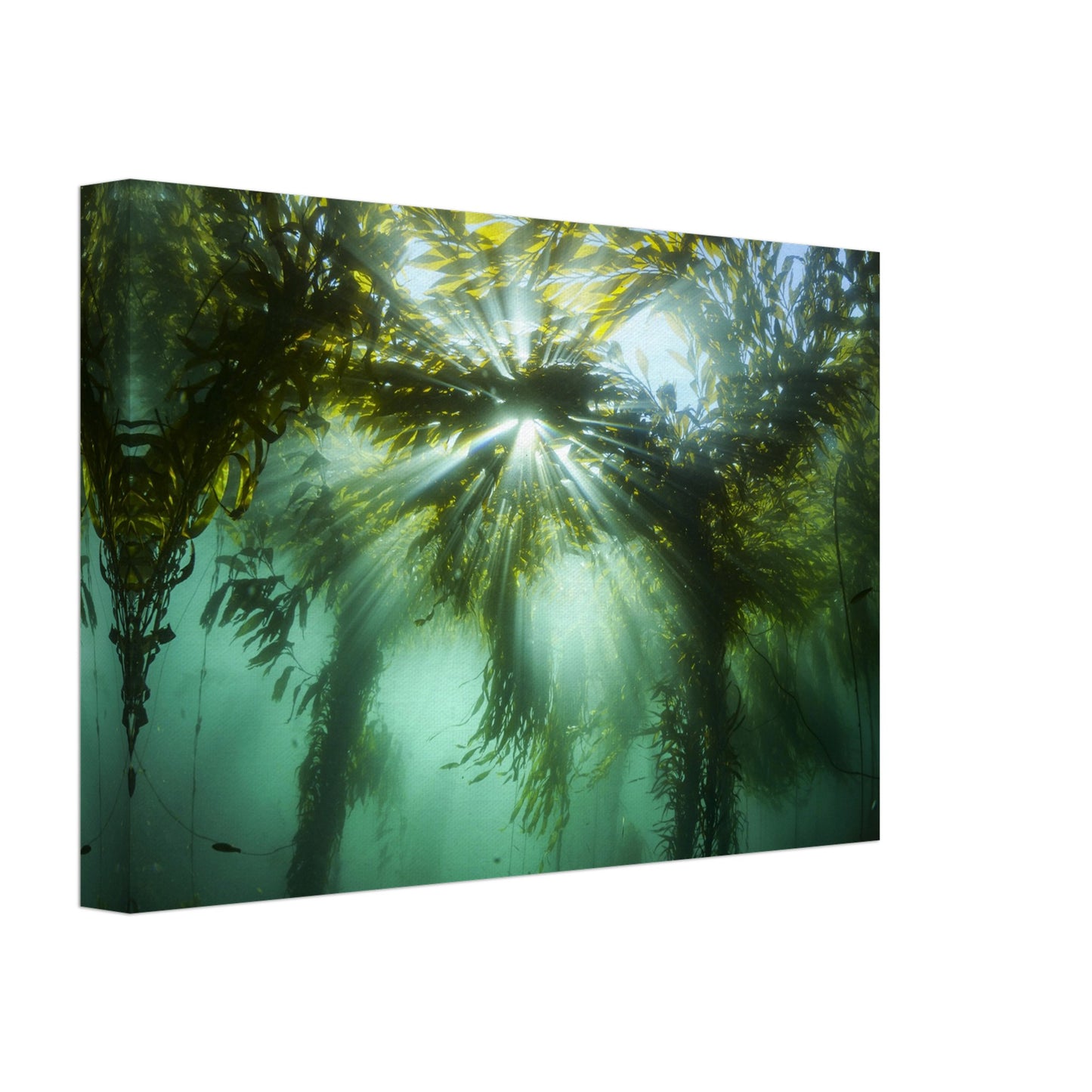 Kelp Canopy