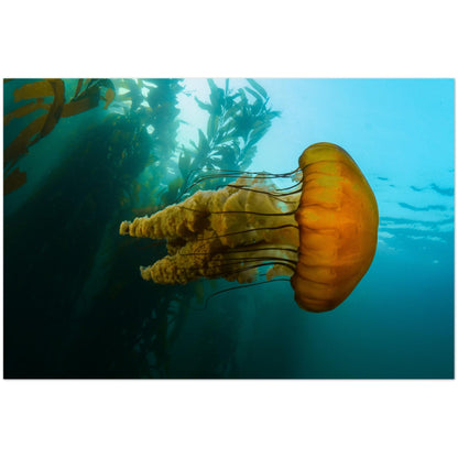 The Monterey Sea Nettle