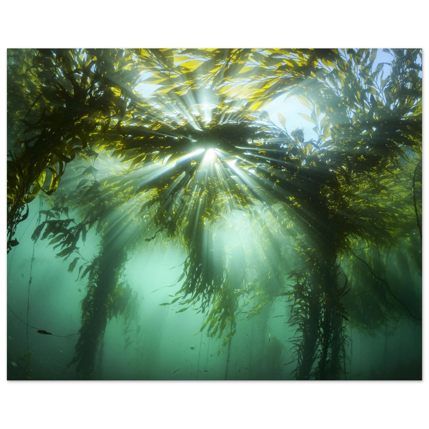 Kelp Canopy