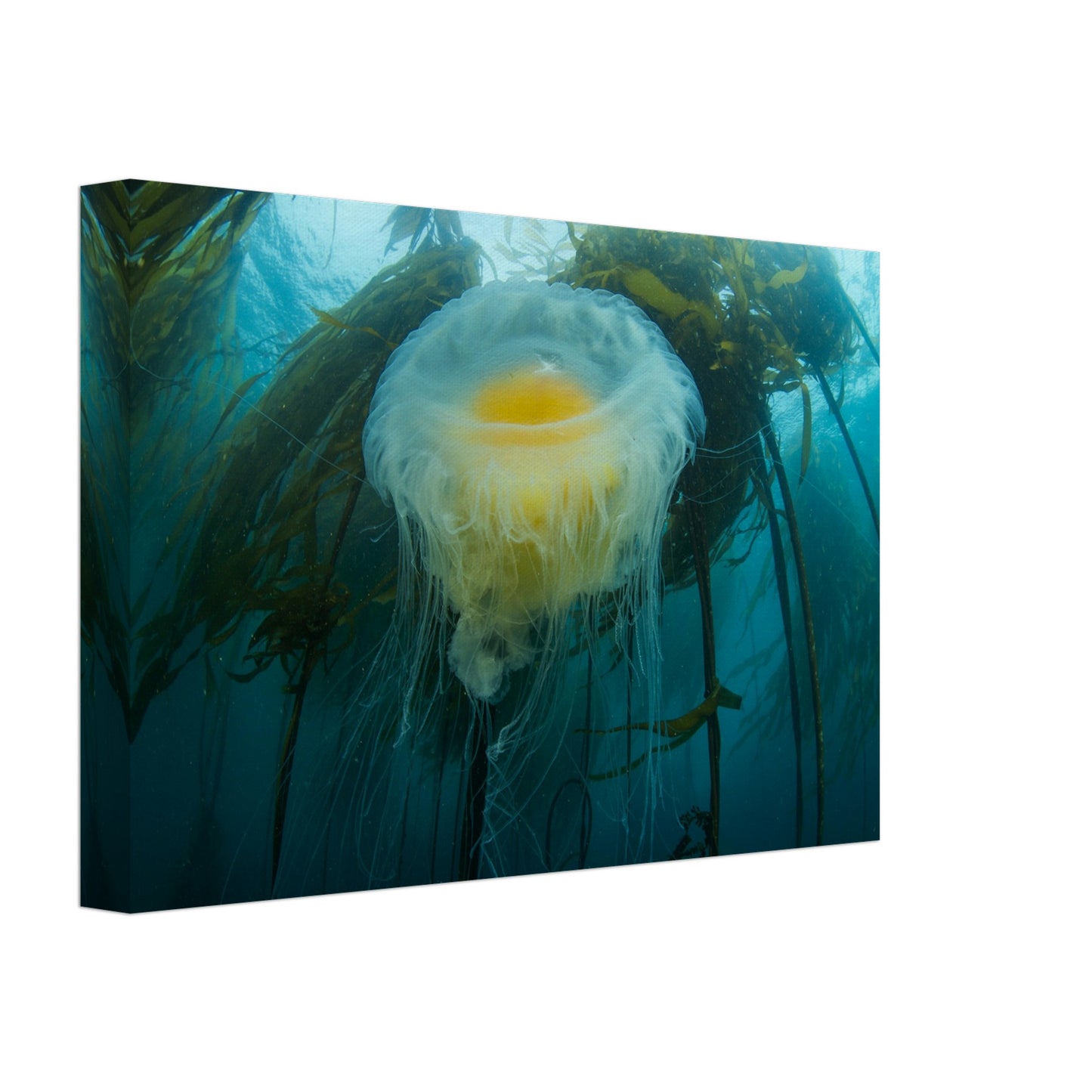 Egg-yoke Jelly & Bull Kelp