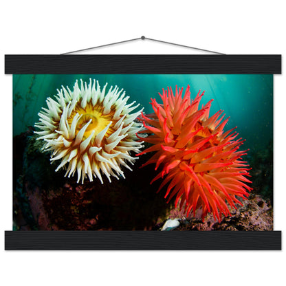 Twin Anemones