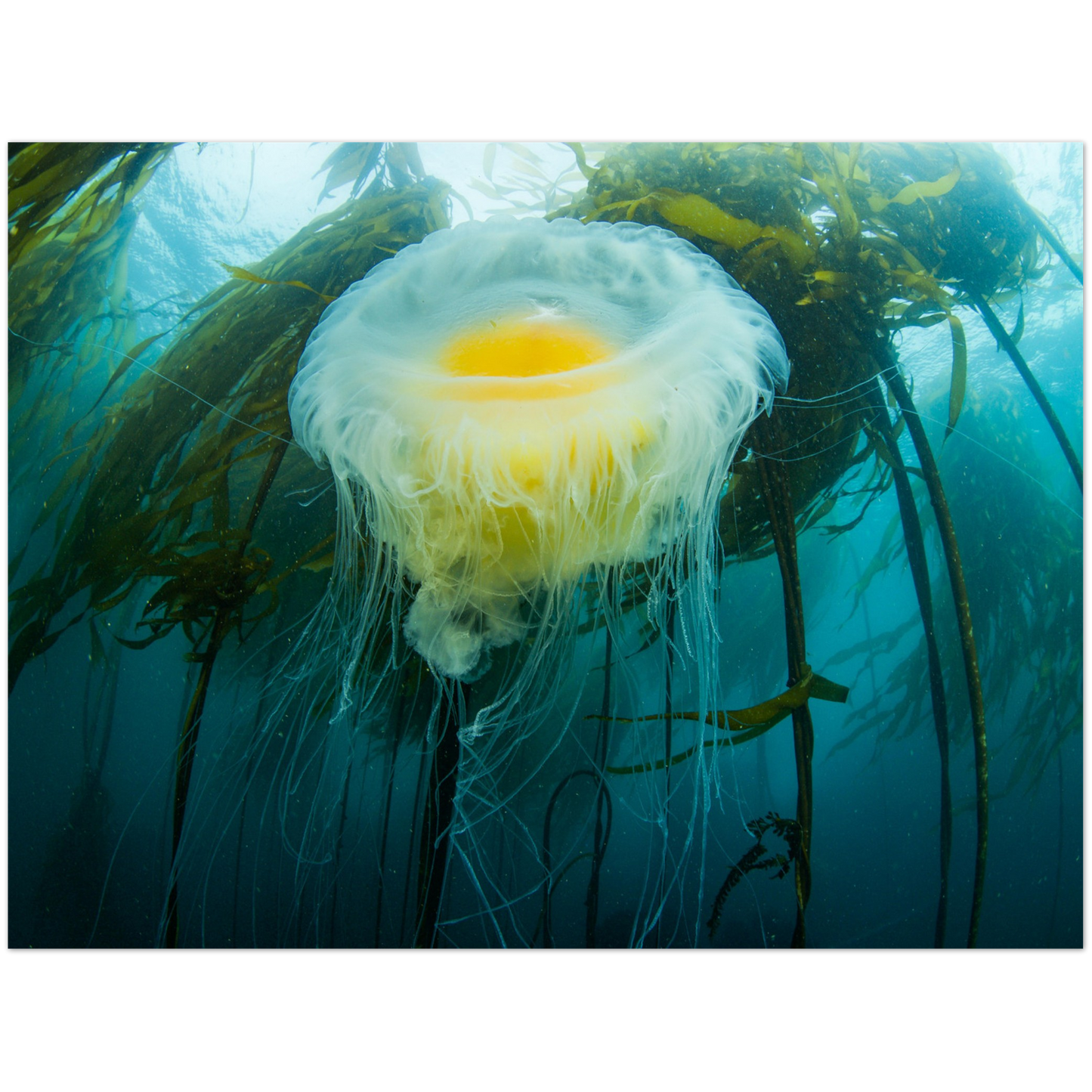 Egg-yoke Jelly & Bull Kelp