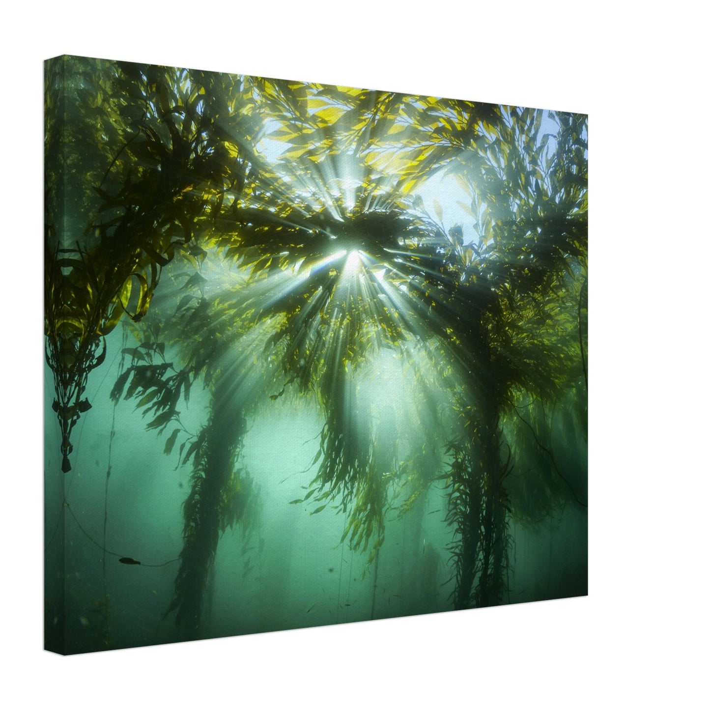 Kelp Canopy