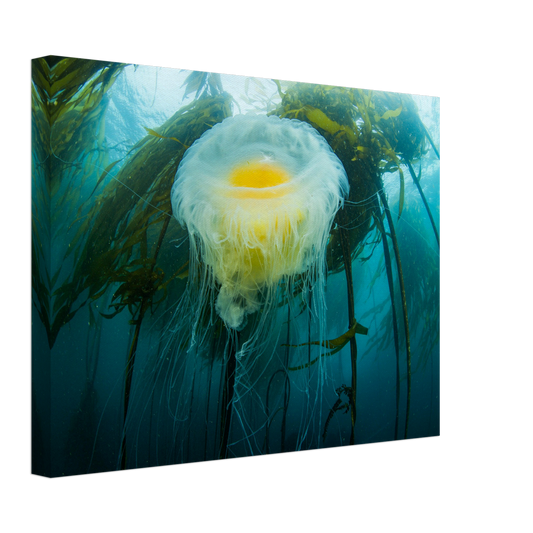 Egg-yoke Jelly & Bull Kelp