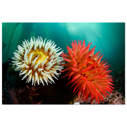 Twin Anemones