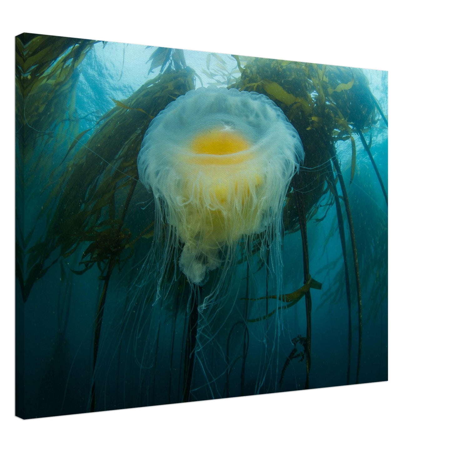 Egg-yoke Jelly & Bull Kelp