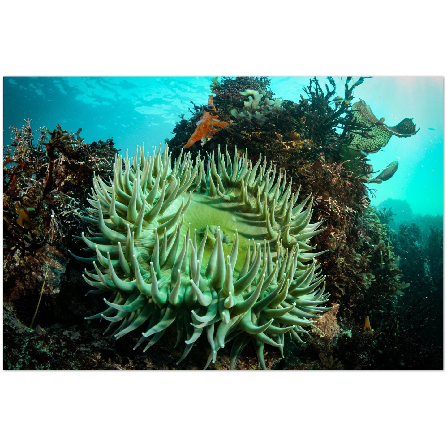 Green Anemone