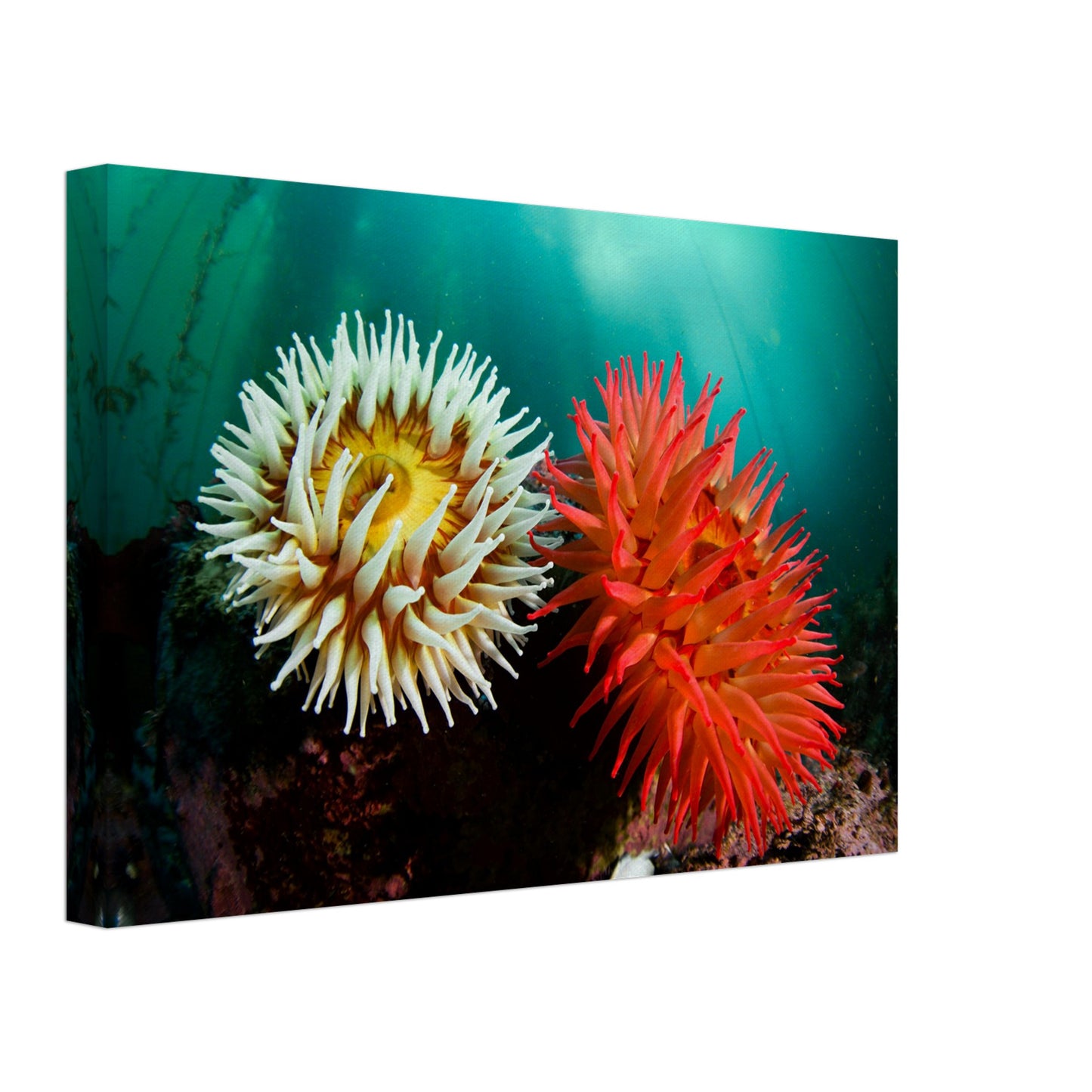 Twin Anemones