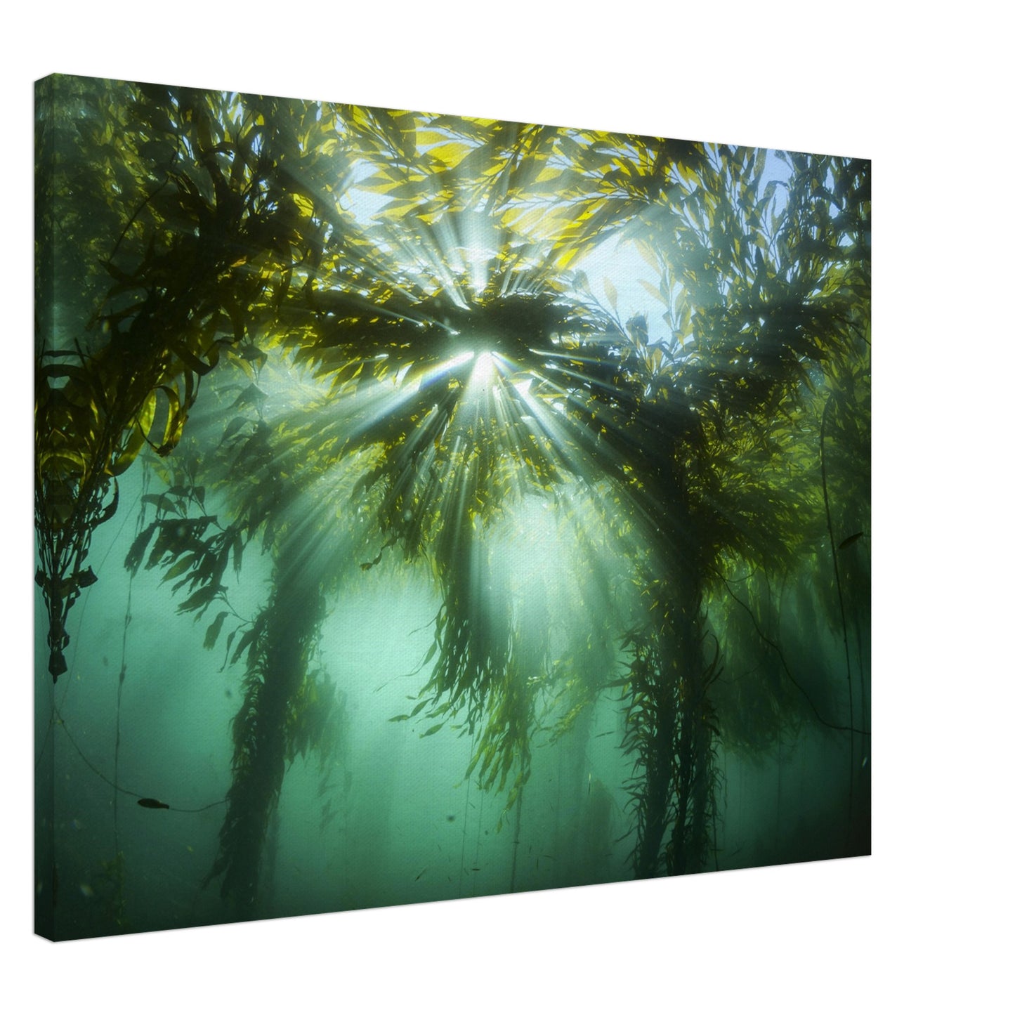 Kelp Canopy