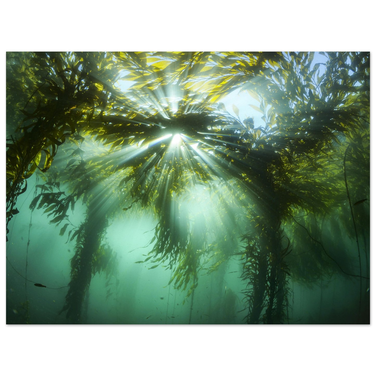 Kelp Canopy