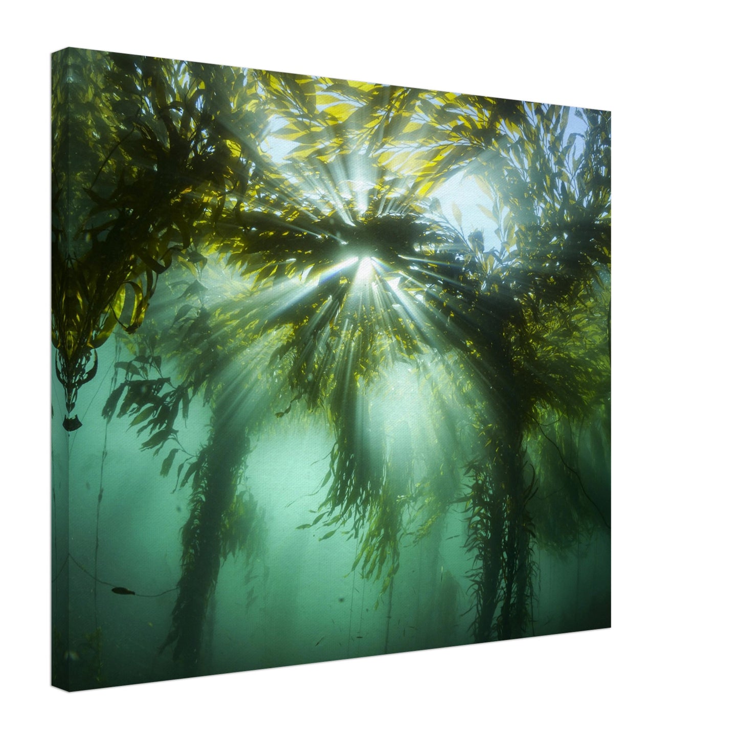 Kelp Canopy