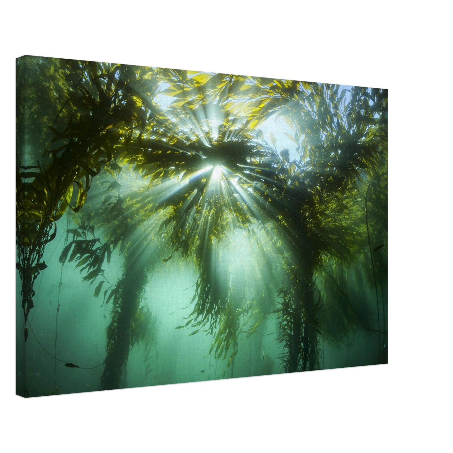 Kelp Canopy