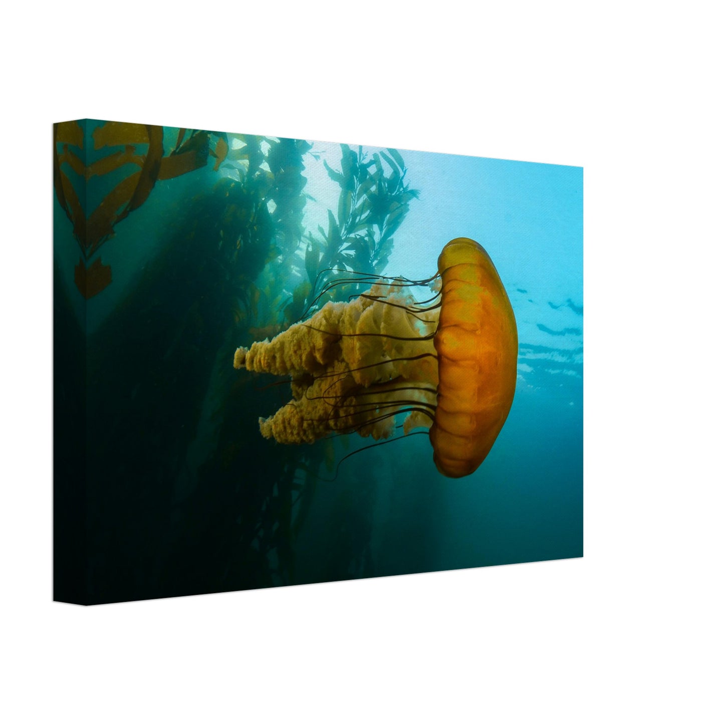 The Monterey Sea Nettle