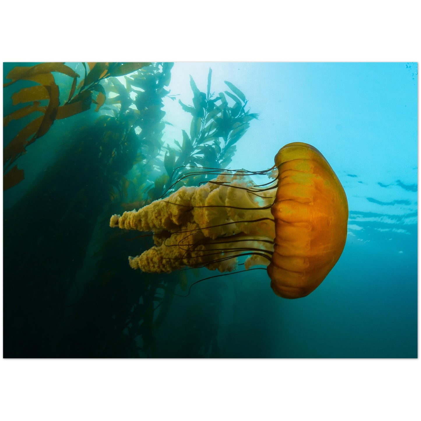 The Monterey Sea Nettle